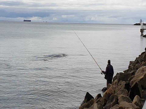 Whale Watching In Portland - Accommodation Kalgoorlie 0