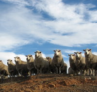 Annual Bredbo Sheep Dog Trials - Accommodation Kalgoorlie