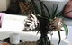 Esperance Chalet Village - thumb 4