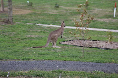 Nyora Lodge B & B - Accommodation Kalgoorlie 7