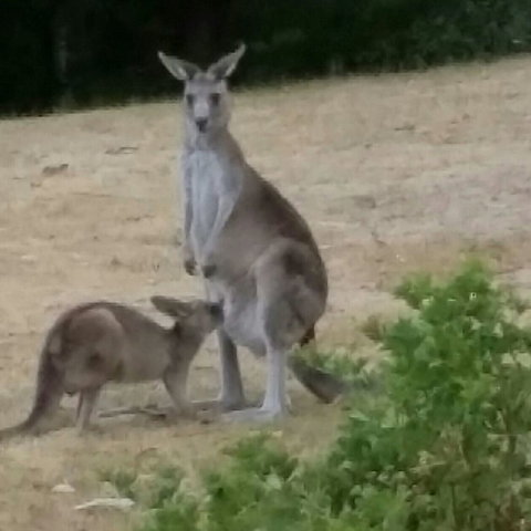 Jarrah Lodge - Accommodation Kalgoorlie 0