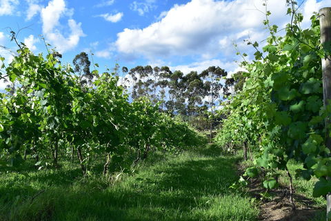 Labertouche Gypsy Creek Winery - Accommodation Kalgoorlie 1