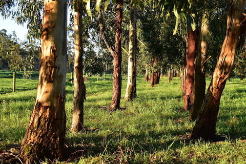 Labertouche Gypsy Creek Winery - Accommodation Kalgoorlie 2