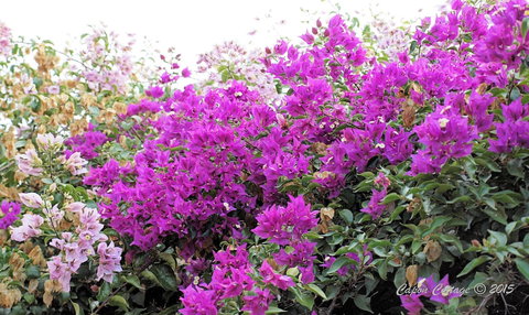 Capon Cottage - Accommodation Kalgoorlie 2