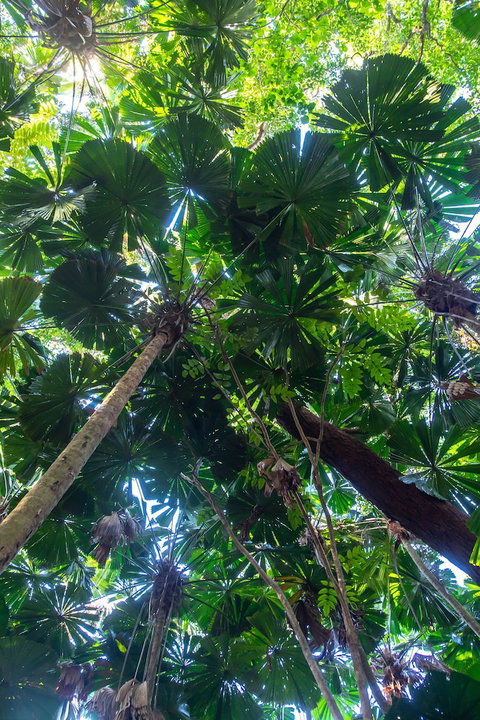 Cape Tribulation Beach House - Accommodation Kalgoorlie 4