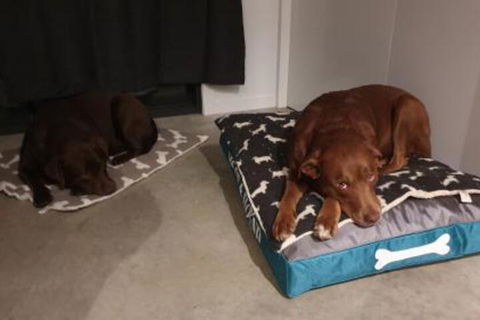 Hoof & Hound Country Escape - Accommodation Kalgoorlie 2