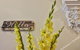 The Accommodation Group Nineteen20 Invermay - thumb 6