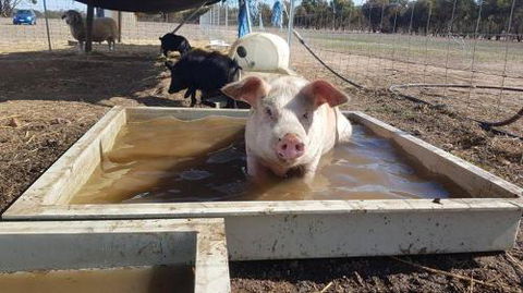 A Better Life Animal Sanctuary FarmStay Private Two Bedrooms Lounge Room & Bathroom & Toilet Shared Kitchen - Accommodation Kalgoorlie 2