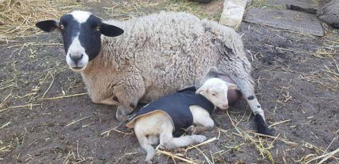 A Better Life Animal Sanctuary FarmStay Private Two Bedrooms Lounge Room & Bathroom & Toilet Shared Kitchen - Accommodation Kalgoorlie 1