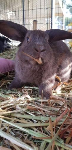 A Better Life Animal Sanctuary FarmStay Private Two Bedrooms Lounge Room & Bathroom & Toilet Shared Kitchen - Accommodation Kalgoorlie 5