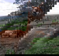 Morella Farm Stay - Accommodation Kalgoorlie