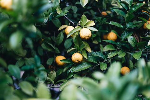 Lemon Tree Cottage Bendeela - Accommodation Kalgoorlie 3
