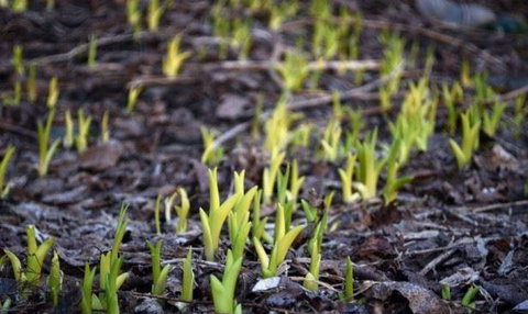 Lord Cardigan - Accommodation Kalgoorlie 2