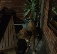 Biff's Bar and Grill - Accommodation Kalgoorlie