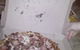 Domino's Pizza Kempsey - thumb 0