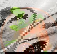 Golden Tree Cafe - Accommodation Kalgoorlie