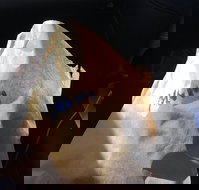 Shoeys bakery - Accommodation Kalgoorlie