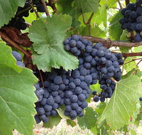 Marcus Hill Vineyard - Accommodation Kalgoorlie