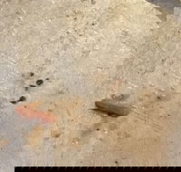 Gino's Pizza - Accommodation Kalgoorlie