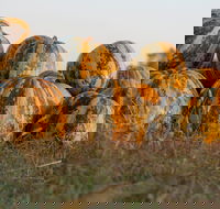 Australian Pumpkin Seed Company