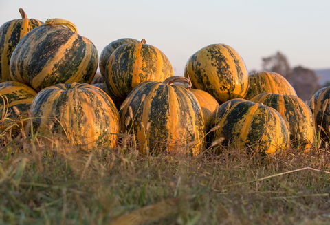Australian Pumpkin Seed Company - Accommodation Kalgoorlie 0