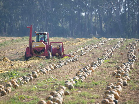 Australian Pumpkin Seed Company - Accommodation Kalgoorlie 2