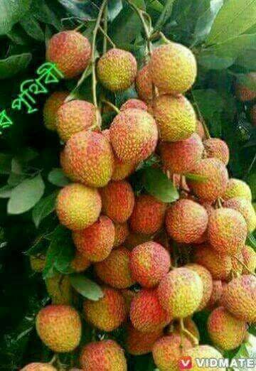 SA's Smokin Pizza - Accommodation Kalgoorlie 0