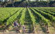 Weathercraft Wines - thumb 0