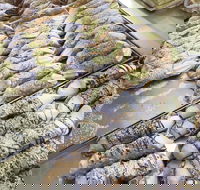 Il Pasticcino - Accommodation Kalgoorlie