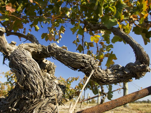 Jones Winery & Vineyard - Accommodation Kalgoorlie 2