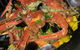 Pancho's Mexican Restaurant - thumb 0
