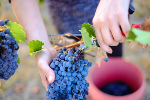 Red Feet Wines - Accommodation Kalgoorlie 1