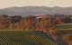Angullong Cellar Door - thumb 1