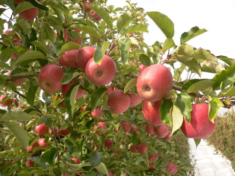 Staples Apples - Accommodation Kalgoorlie 0