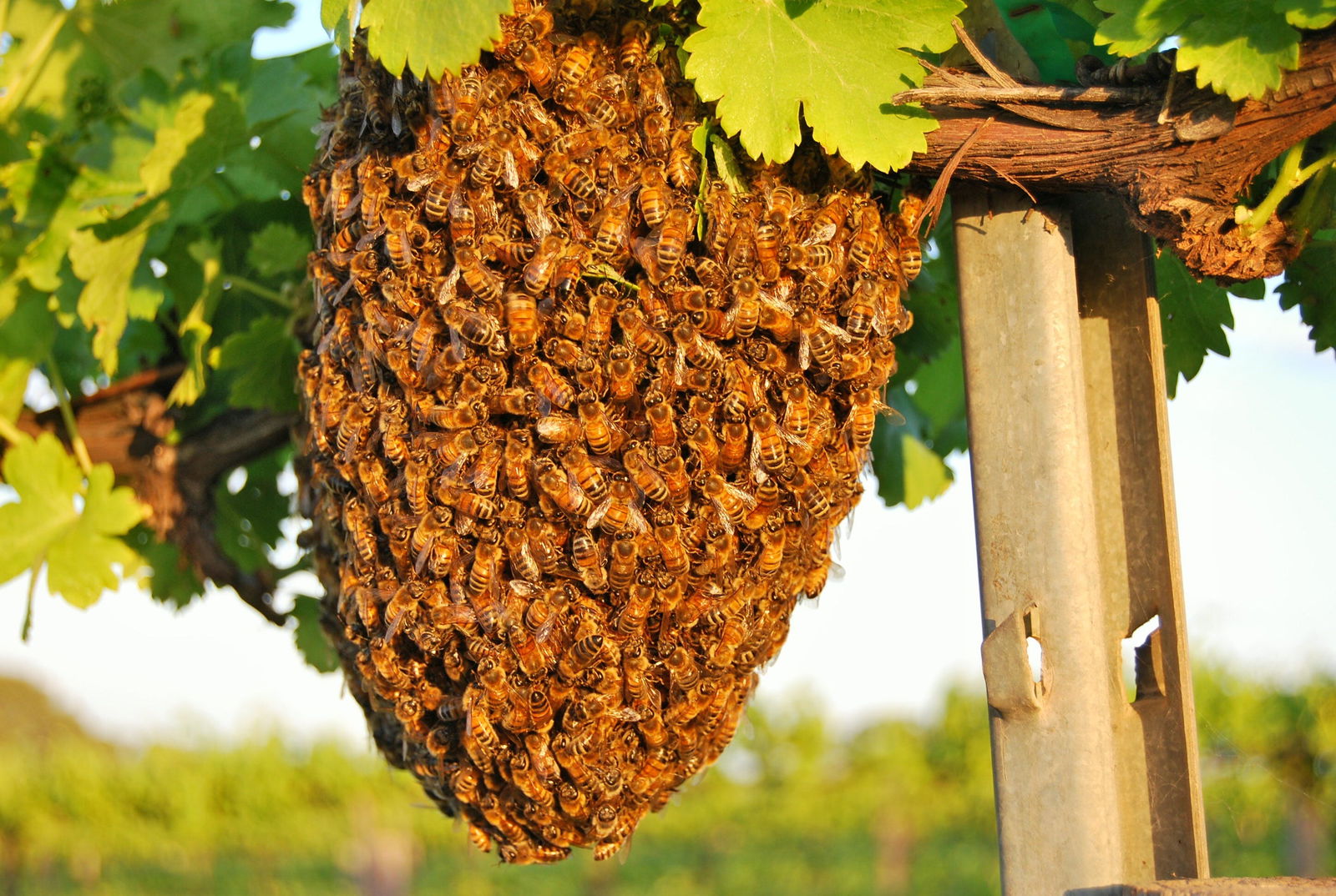  Accommodation Kalgoorlie