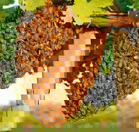 Whistling Kite Biodynamic Wines - Accommodation Kalgoorlie