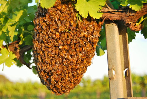 Whistling Kite Biodynamic Wines - Accommodation Kalgoorlie 0