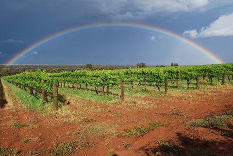 Whistling Kite Biodynamic Wines - Accommodation Kalgoorlie 1