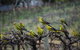 Whistling Kite Biodynamic Wines - thumb 2