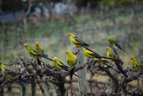 Whistling Kite Biodynamic Wines - Accommodation Kalgoorlie 2