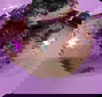 Kokonut Willy's Bar and Grill - Accommodation Kalgoorlie