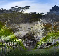 Mount Majura Vineyard - Accommodation Kalgoorlie