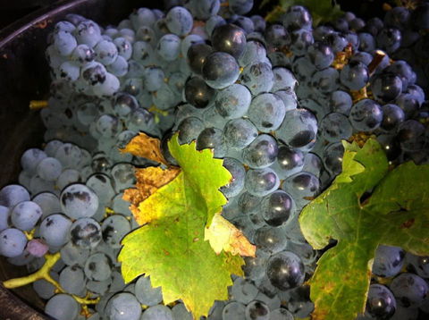 Faisan Estate Wines - Accommodation Kalgoorlie 0
