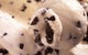 Royal Copenhagen Ice Cream - The Rocks - thumb 0