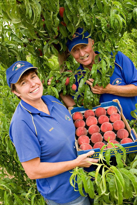 Willayoung Orchard - Accommodation Kalgoorlie 0