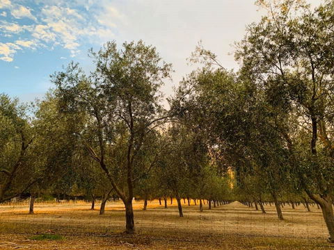 Talinga Grove - Accommodation Kalgoorlie 1