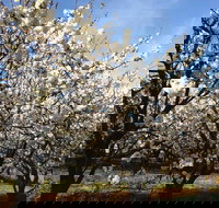 Allambie Orchard and Cafe - Accommodation Kalgoorlie