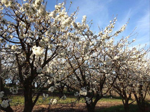 Allambie Orchard And Cafe - Accommodation Kalgoorlie 0