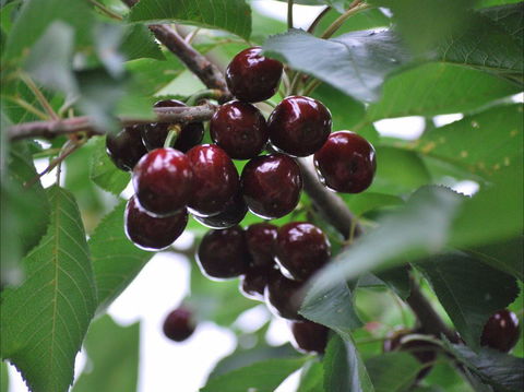 Allambie Orchard And Cafe - Accommodation Kalgoorlie 1