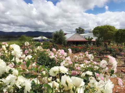 Hanging Tree Wines - Accommodation Kalgoorlie 1